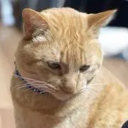 ゆき