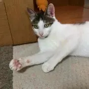 かぎしっぽ^ↀᴥↀ^