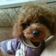 TONO
