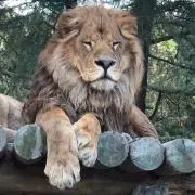 ピルロαの画像