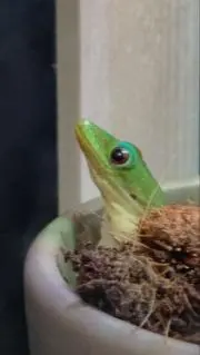 共生ハゼの画像
