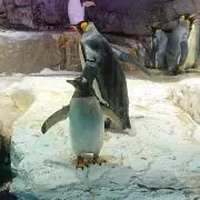 みーやんの画像