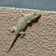 ぱっくんの画像