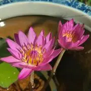 Image of 切り株