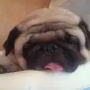 平蔵くん。の画像
