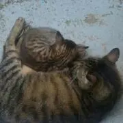 ミモザの画像
