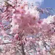 ぽぽの画像