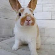 ICHICOの画像