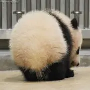 ぶちの画像