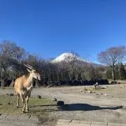 こんの画像