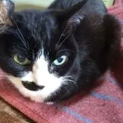 ろすの画像