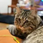 やっぴ