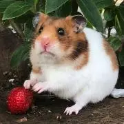 takameruの画像
