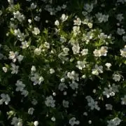 たらこの画像