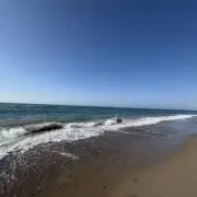 シースーの画像