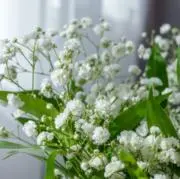 きなこもちの画像