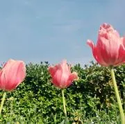 こはる