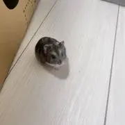 たそそ。