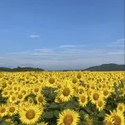 NOKO◆フォロー割☆コメント歓迎◆の画像