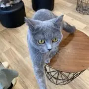 とんとんの画像