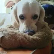 じーじょの画像