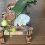 ローラン