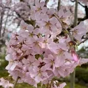 ゆずともの画像