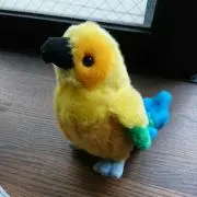 ことりこの画像