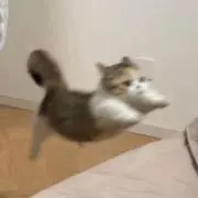 にょにょの画像