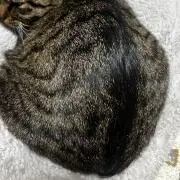 もくの画像