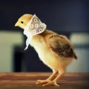 しづ