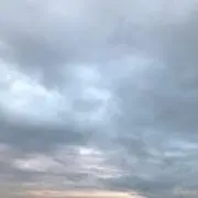 杏