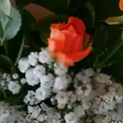 春菊