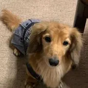 チョコ