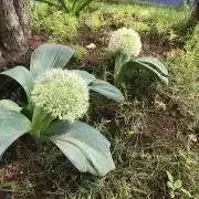 ルルロロ♪コメントにて在庫確認願いますの画像
