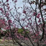 たまたの画像