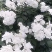 햄starの画像