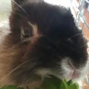 りん