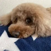 chanYUIの画像