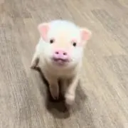 m.pigの画像