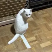 こうの画像
