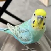 ひにゃりんこの画像