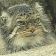 ぴにゃこら太の画像
