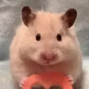 ハムスタX (まとめ買いはコメントから)の画像