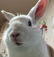 まふの画像