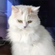 totokinの画像