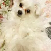 sayu farmの画像