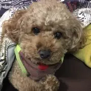 YURiの画像