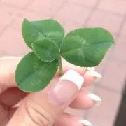A'の画像