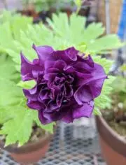 和の草の画像